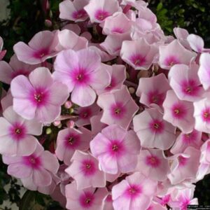 6 x Hohe Flammenblume 'Bright Eyes' - Phlox Paniculata 'Bright Eyes' Topf 9x9cm bei Amazon bestellen