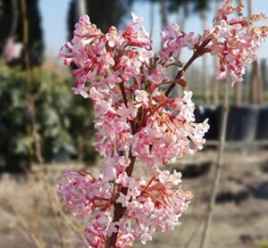 Duftender Winterschneeball, Viburnum bodnantense, Dawn, 80-100cm, im Topf bei Amazon bestellen