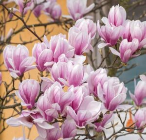 Tulpenmagnolie bei Amazon bestellen