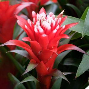Guzmania Hope Bromelie Zimmerpflanze bei Amazon bestellen