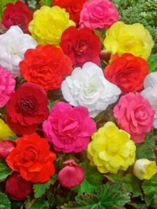 Begonien Blumenzwiebeln Winterhart Mix bei Amazon bestellen