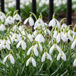 Schneeglöckchen Galanthus Nivalis bei Amazon bestellen