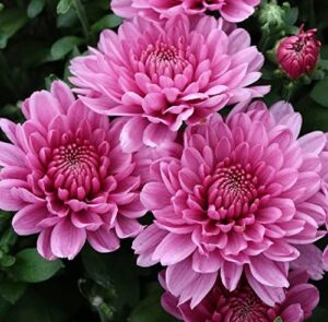 Chrysanthemum hortorum bei Amazon bestellen