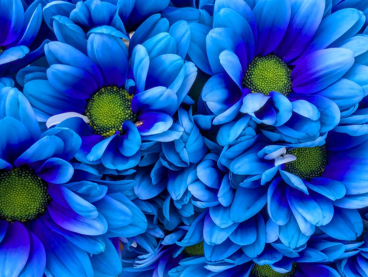 Chrysanthemen - Warum sind manche blau?