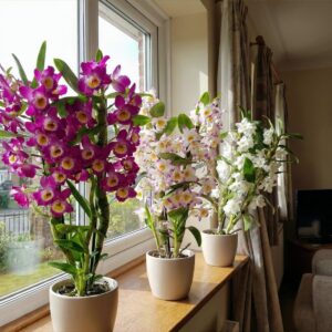 Orchideen Echte Pflanzen - Bambus Dendrobium Nobile Kollektion bei Amazon bestellen