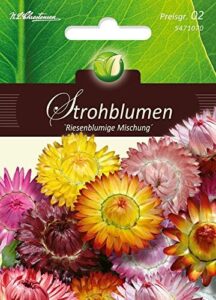Strohblumen bei Amazon bestellen