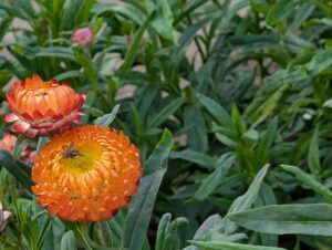 Xerochrysum bracteatum