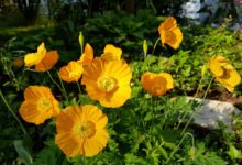 Gelber Mohn