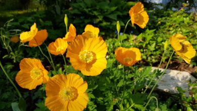 Gelber Mohn