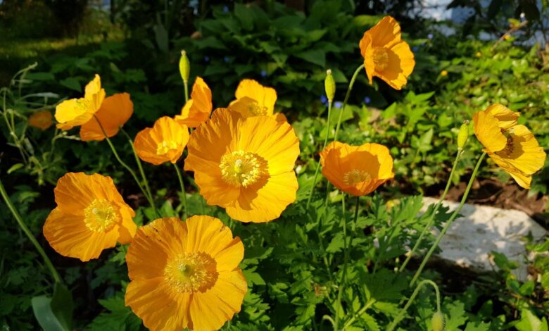 Gelber Mohn