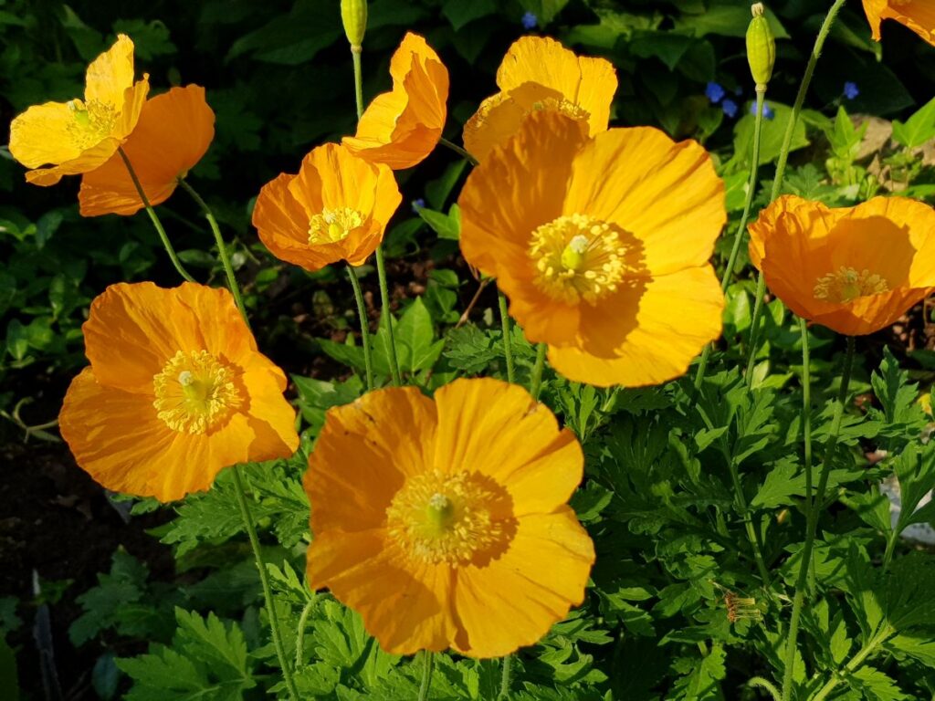 Glaucium flavum