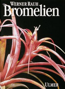 Bromelien: Tillandsien und andere kulturwürdige Bromelien